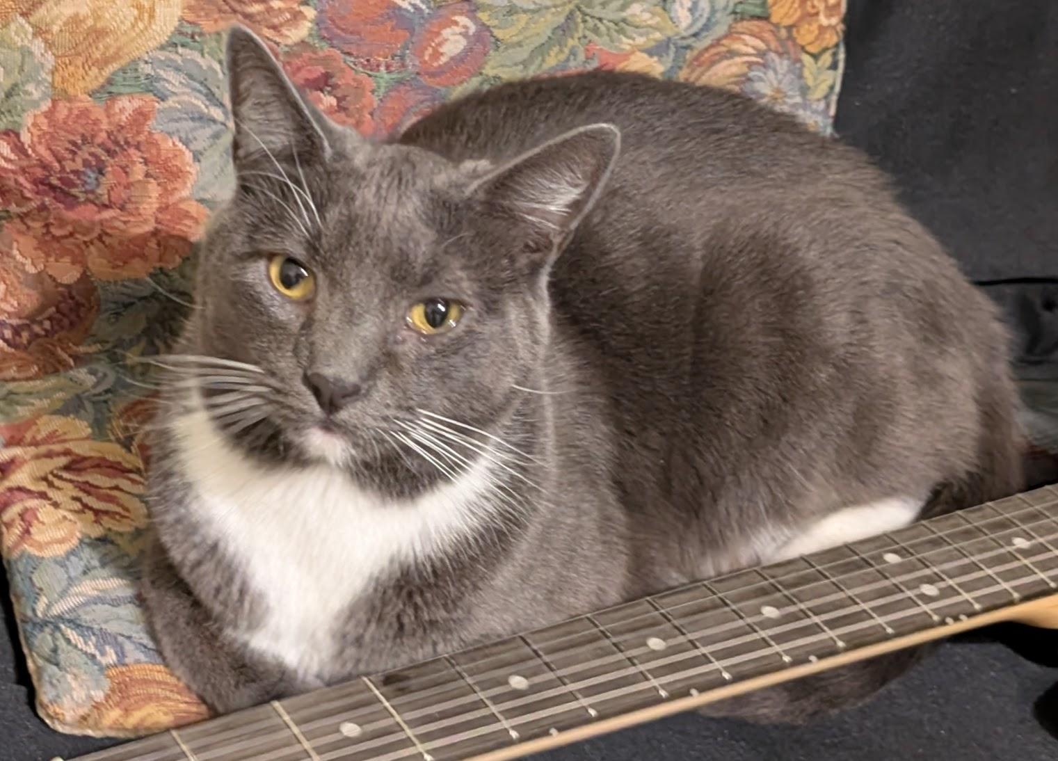 Enlarge Maui, a ADOPTABLE Domestic Short Hair in BURNABY, BC image 1/1