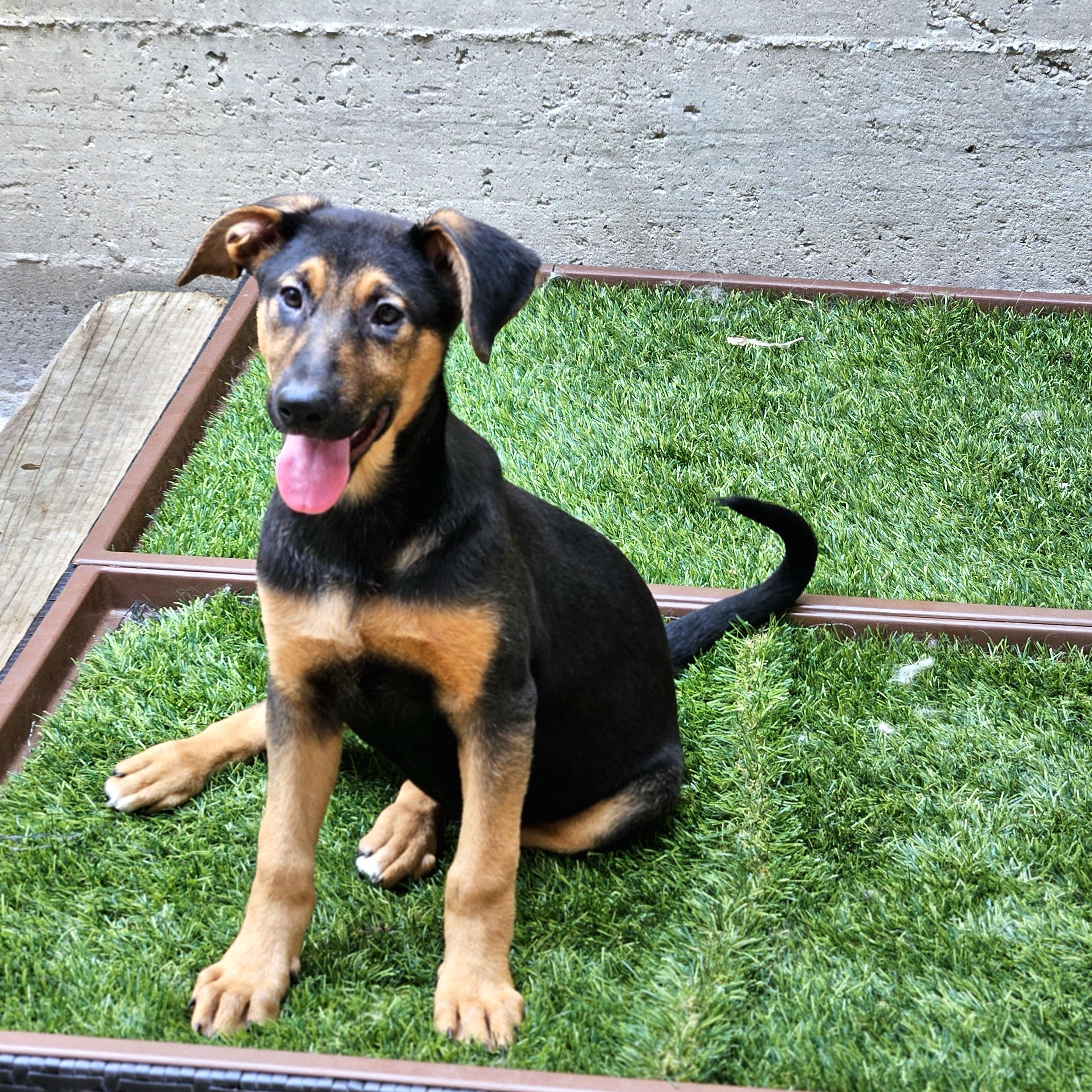Bonsai, Adoptable, Puppy Male German Shepherd Dog & Doberman Pinscher.