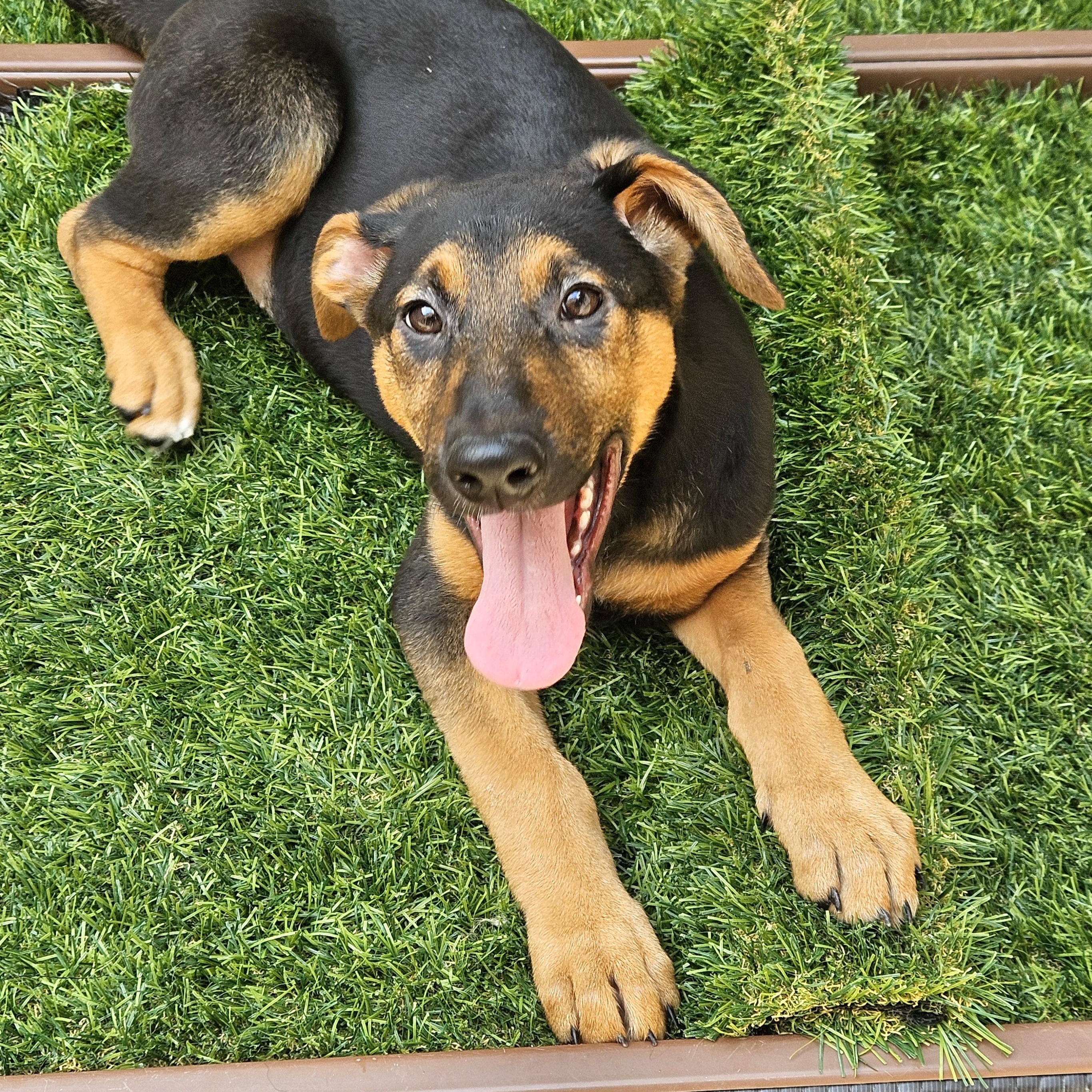 Enlarge Bonsai, a Adoptable mixed breed in Chicago, IL image 4/6