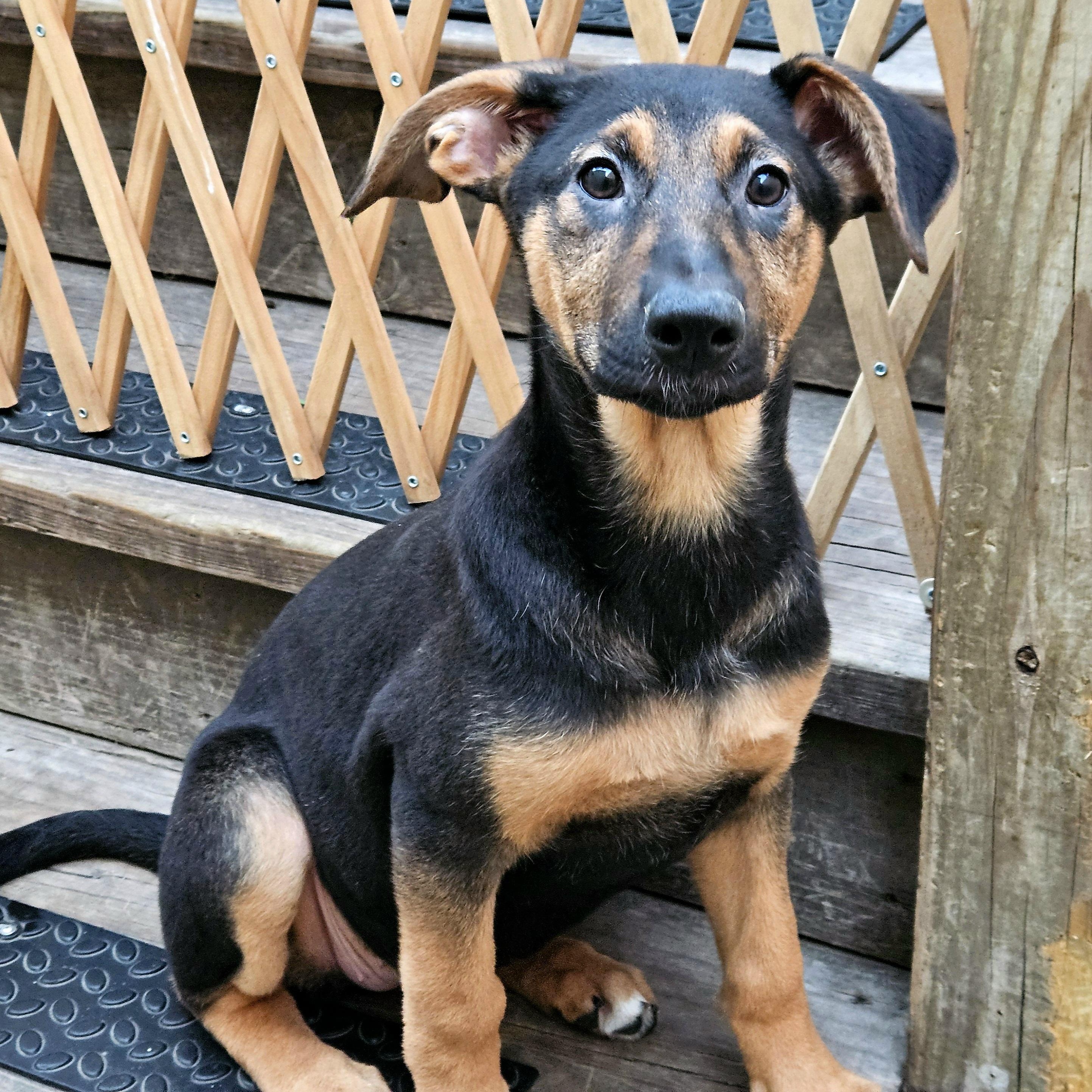 Enlarge Bonsai, a Adoptable mixed breed in Chicago, IL image 3/6