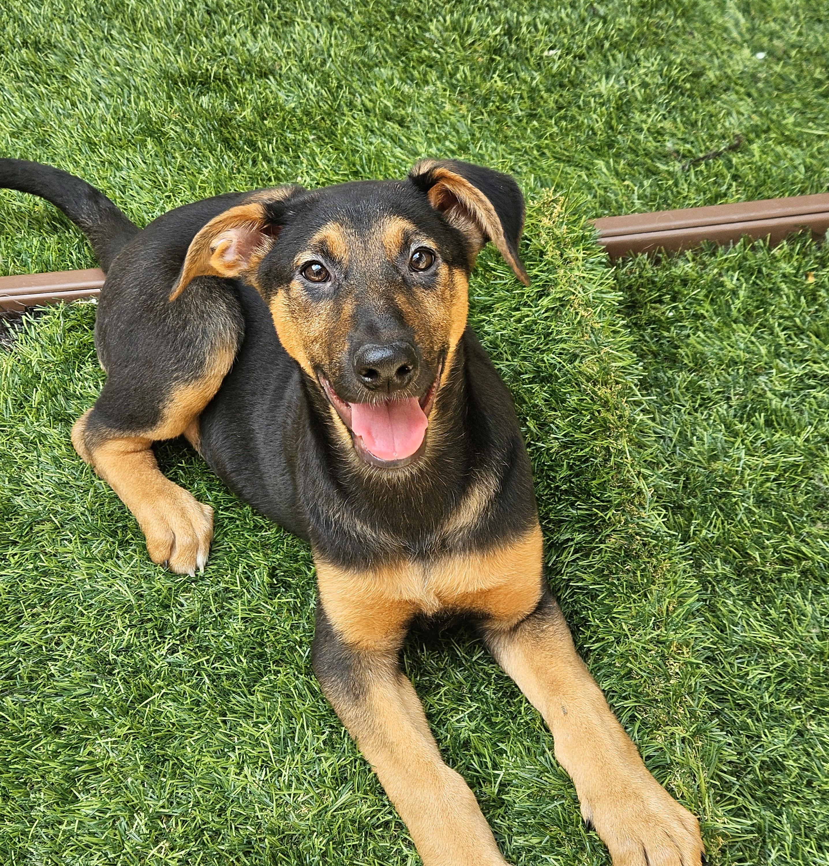 Enlarge Bonsai, a Adoptable mixed breed in Chicago, IL image 2/6