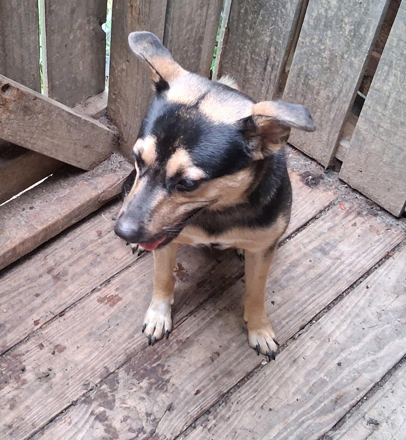 Enlarge Bernie, a Adoptable mixed breed in Mcconnelsville, OH image 1/3