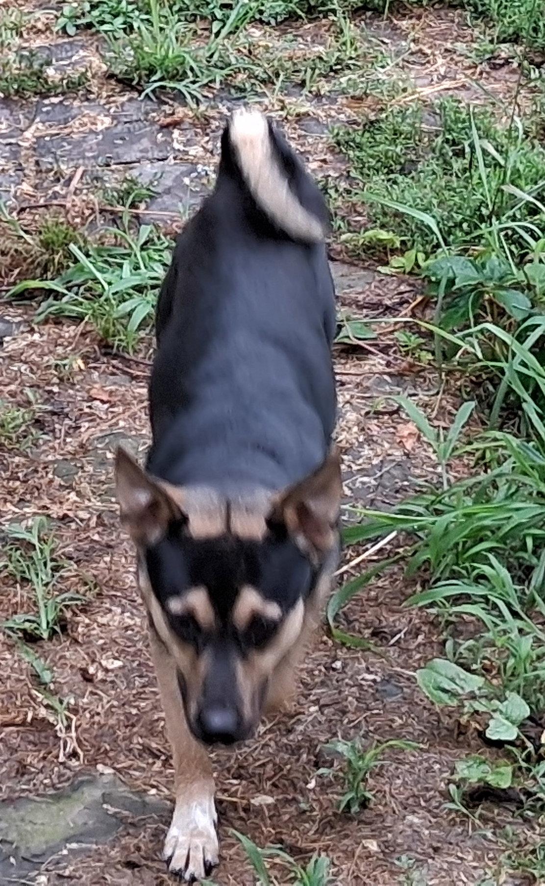 Enlarge Bernie, a Adoptable mixed breed in Mcconnelsville, OH image 2/3