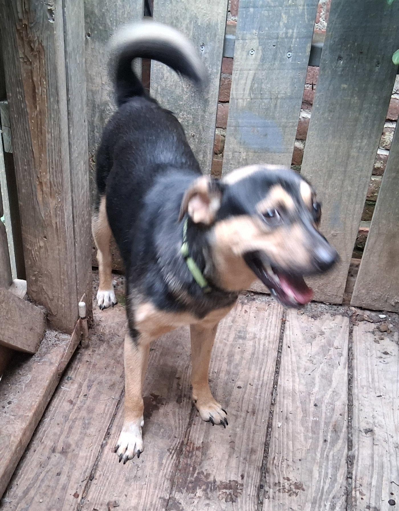 Enlarge Bernie, a Adoptable mixed breed in Mcconnelsville, OH image 3/3