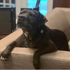 Drako, a Adoptable mixed breed in Roswell, GA image 2/3