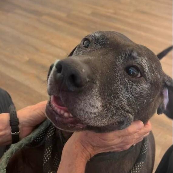 Enlarge Drako, a Adoptable mixed breed in Roswell, GA image 3/3