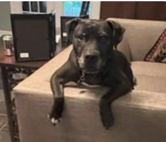 Drako, Adoptable, Senior Male Boxer.