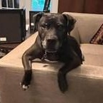 Drako, Adoptable, Senior Male Boxer.