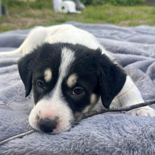 Enlarge Mona, a Adoptable mixed breed in Sanford, NC image 3/3