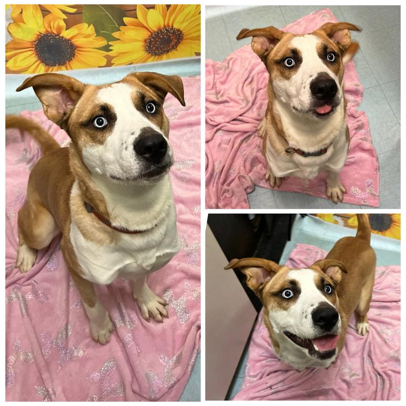 Enlarge Scooby, a ADOPTABLE Mixed Breed in Dublin, VA image 1/1