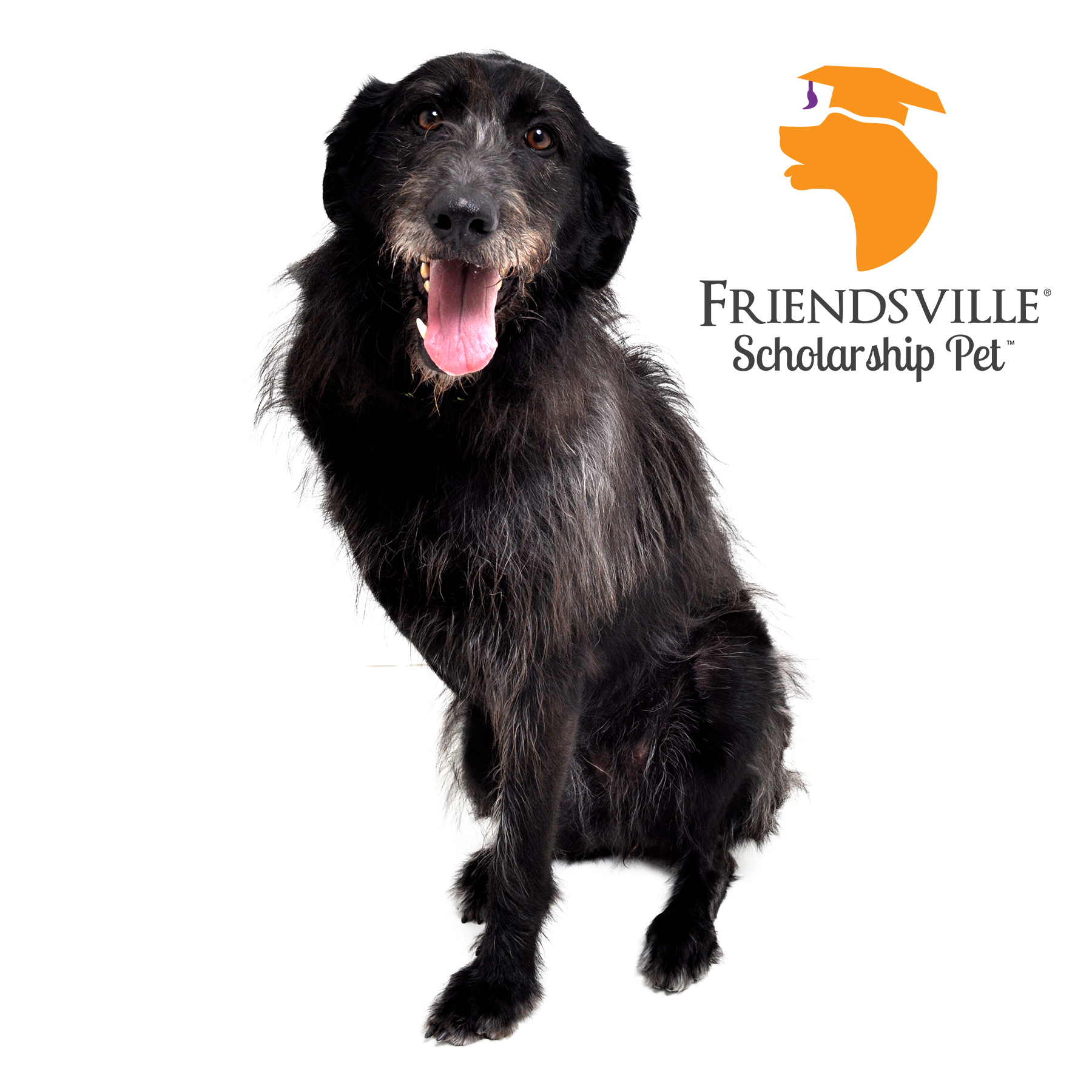 Blossom, a Adoptable mixed breed in Friendsville, TN image 1/3