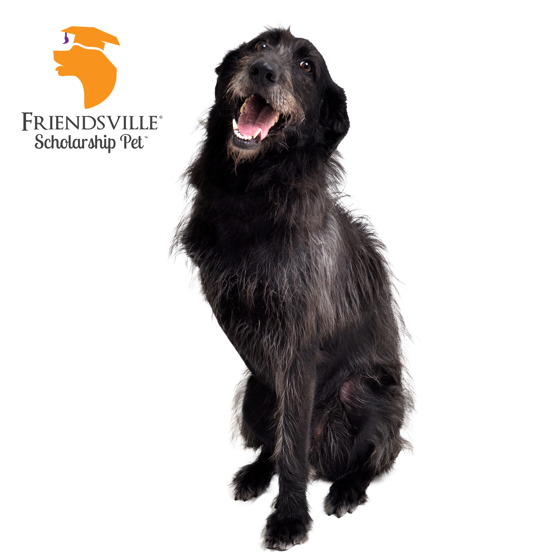 Blossom, a Adoptable mixed breed in Friendsville, TN image 2/3