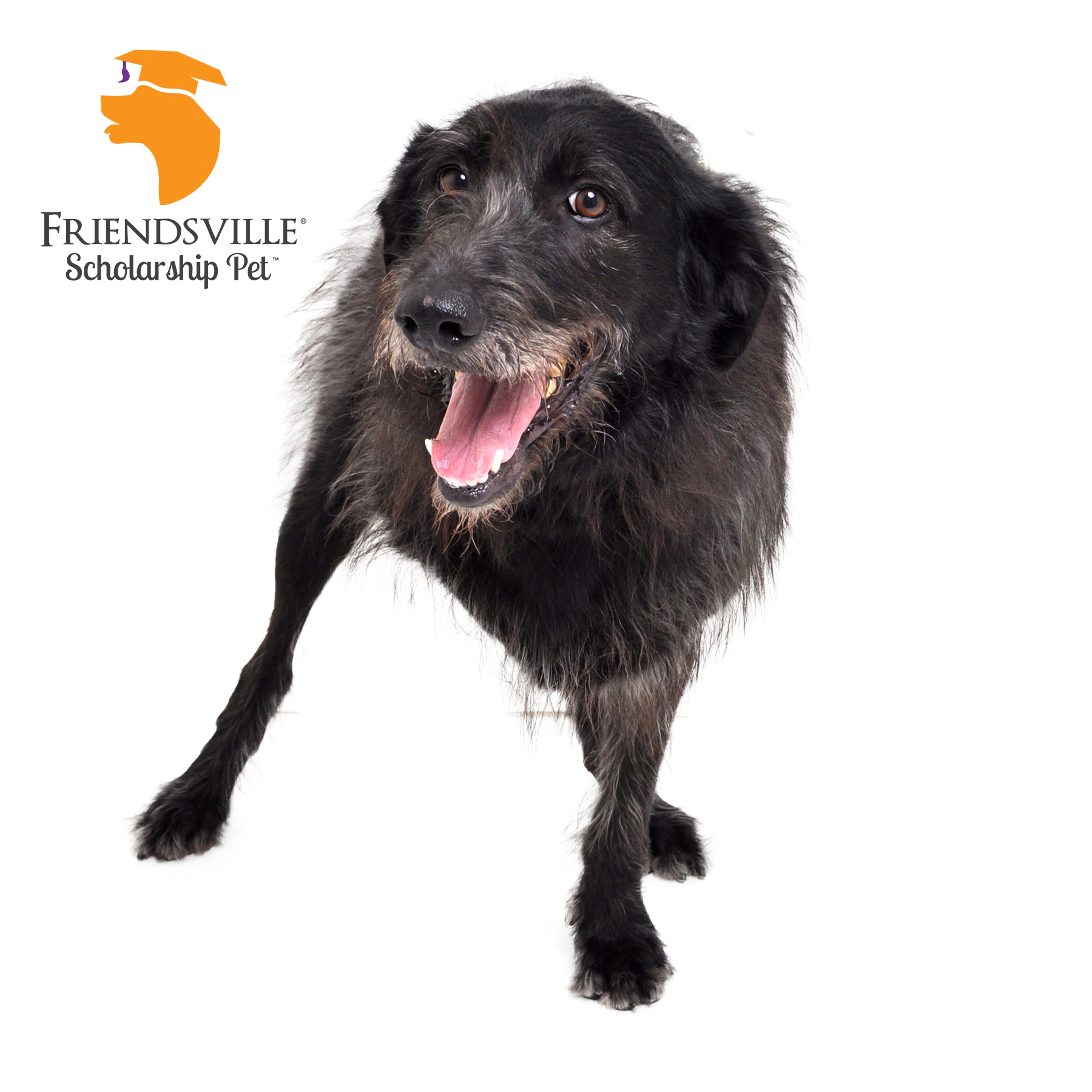 Blossom, a Adoptable mixed breed in Friendsville, TN image 3/3
