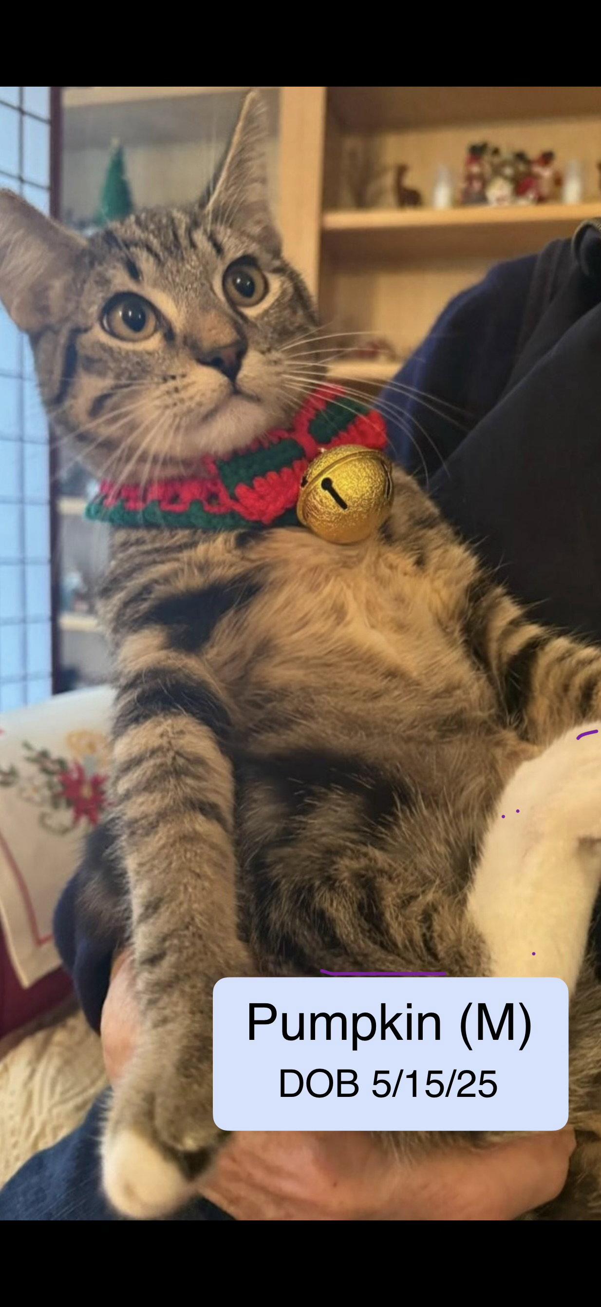 Pumpkin bonded with Prince, a Adopted Domestic Short Hair in Vacaville, CA image 2/2