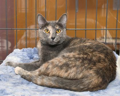 Glori, Adoptable, Adult Female Domestic Short Hair & Domestic Short Hair.