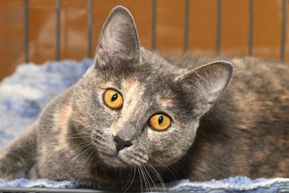 Enlarge Glori, a Adoptable mixed breed in Baton Rouge, LA image 2/2