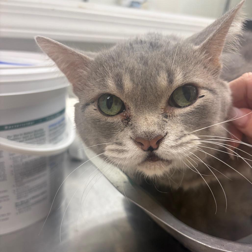 Enlarge Clifford- Not A Big Red Dog, a Adoptable Domestic Short Hair in Pekin, IL image 1/2