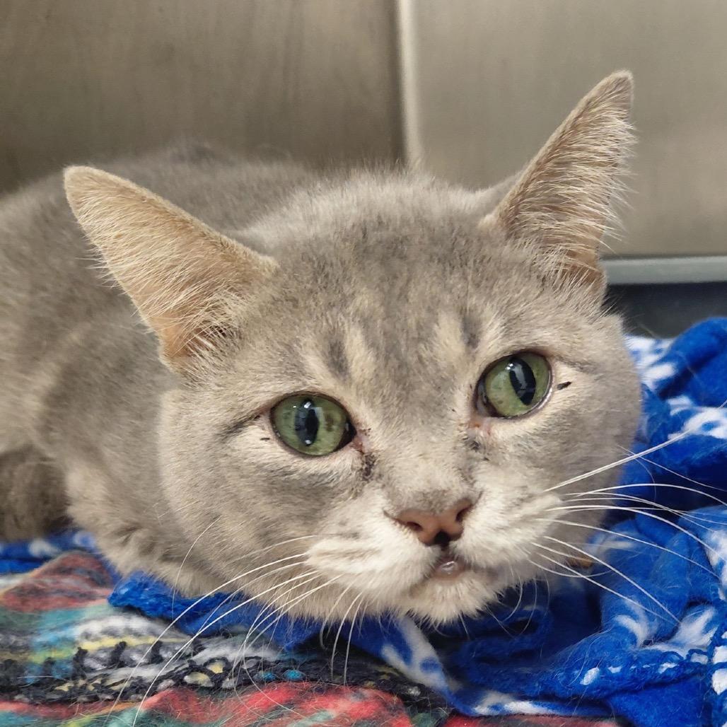 Enlarge Clifford- Not A Big Red Dog, a Adoptable Domestic Short Hair in Pekin, IL image 2/2