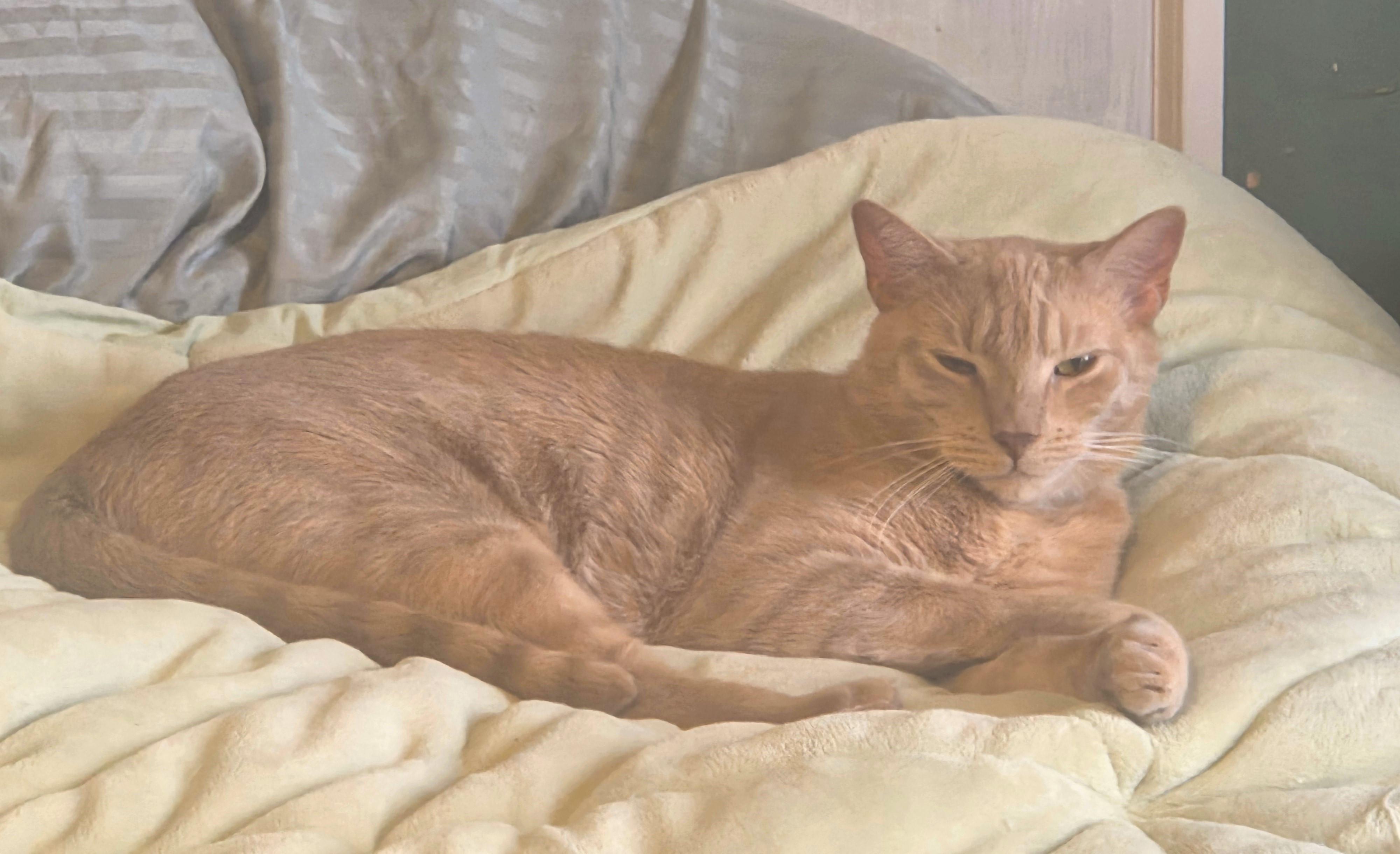 Nimbus -- Courtesy Post