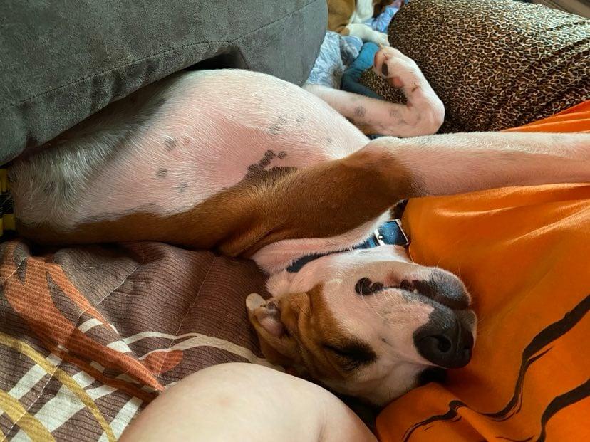 Enlarge Rebel Yell, a Adoptable mixed breed in Valdosta, GA image 3/5