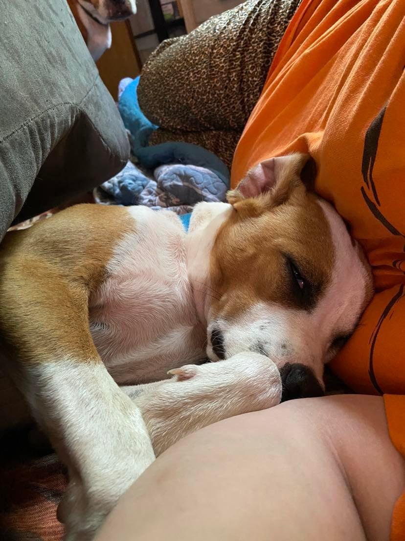 Rebel Yell, Adoptable, Young Male Hound.