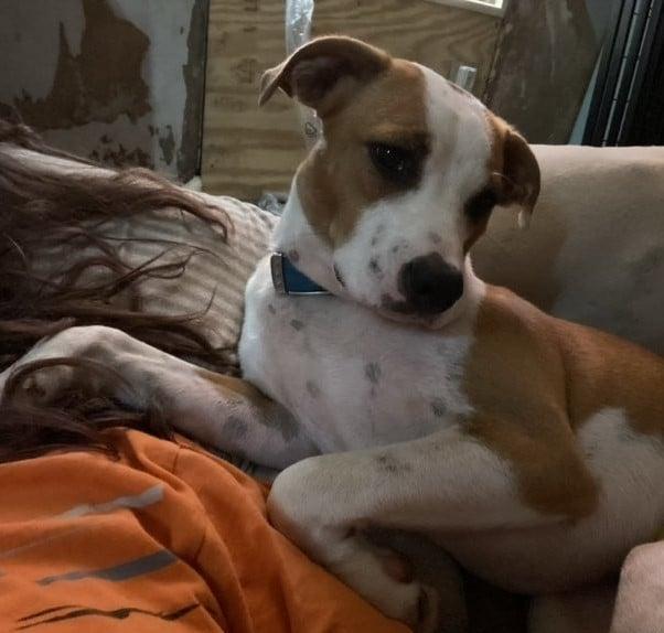 Rebel Yell, Adoptable, Young Male Hound.