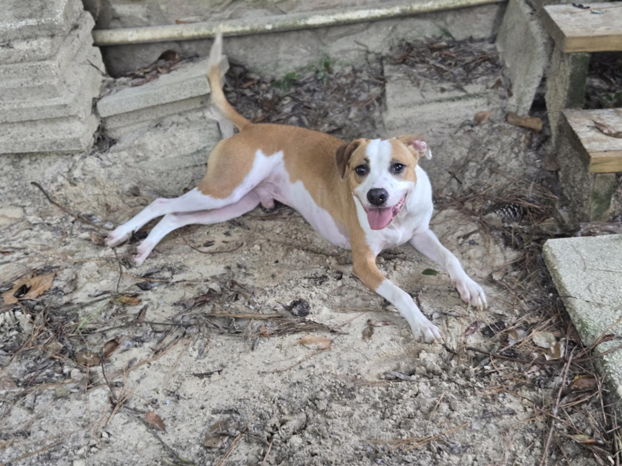 Enlarge Rebel Yell, a Adoptable mixed breed in Valdosta, GA image 2/5