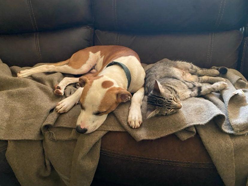 Enlarge Rebel Yell, a Adoptable mixed breed in Valdosta, GA image 5/5