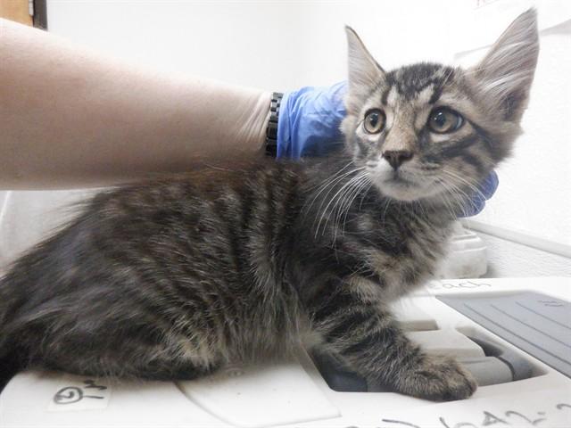 HARRY, Adoptable, Kitten Male Domestic Short Hair & Domestic Short Hair.