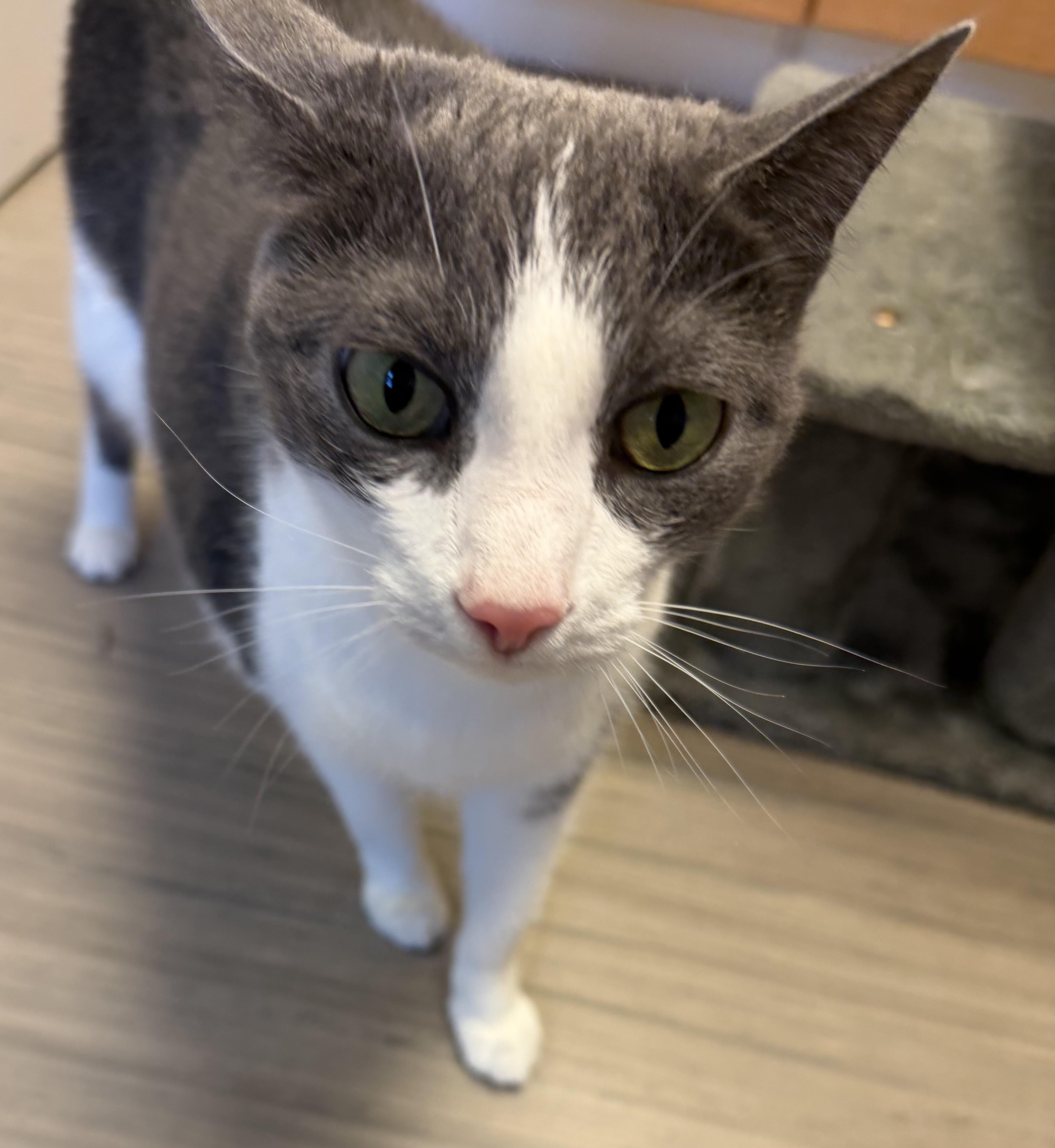 Maggie, ADOPTABLE, Adult Female Domestic Short Hair.