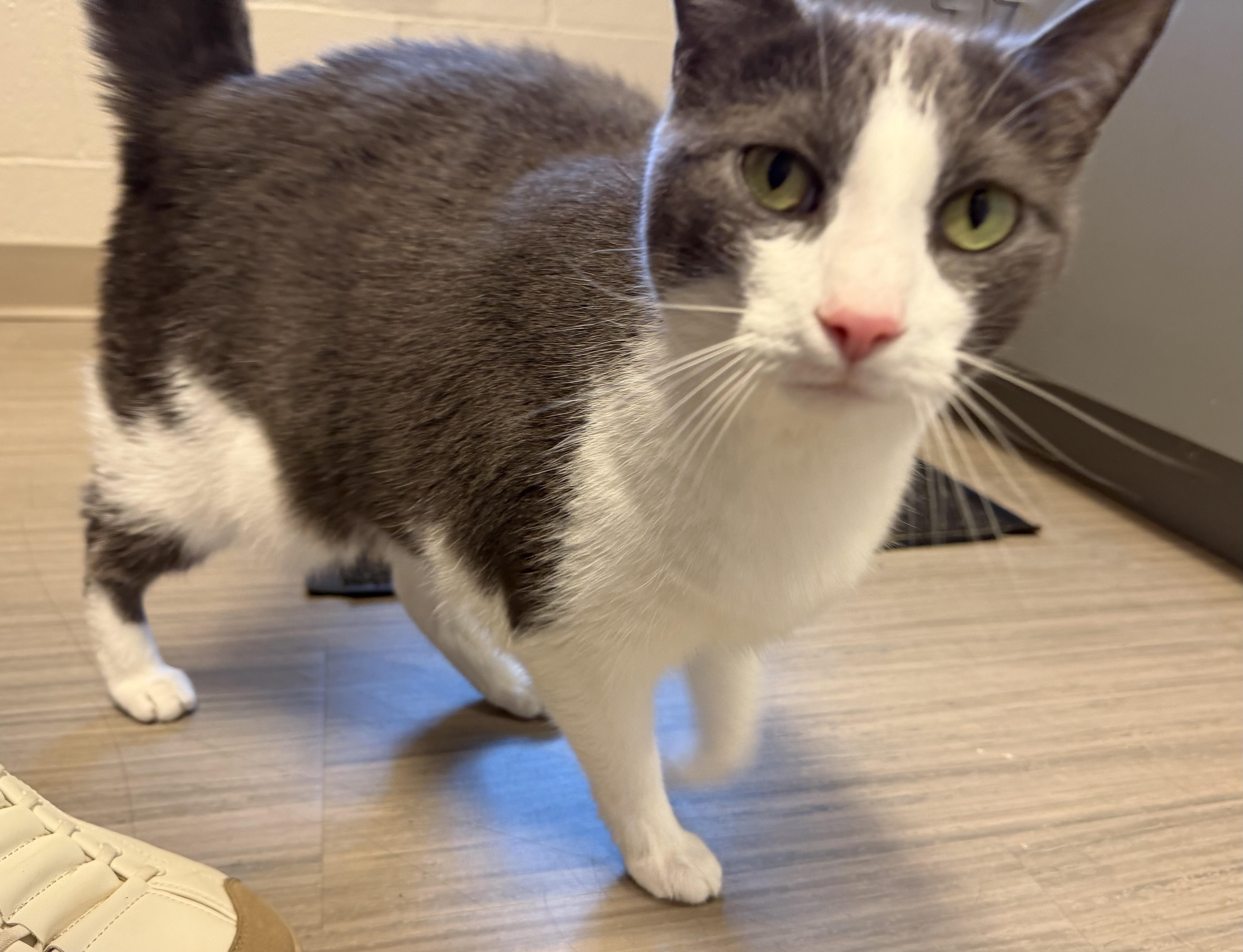 Enlarge Maggie, a ADOPTABLE mixed breed in Plain City, OH image 3/3