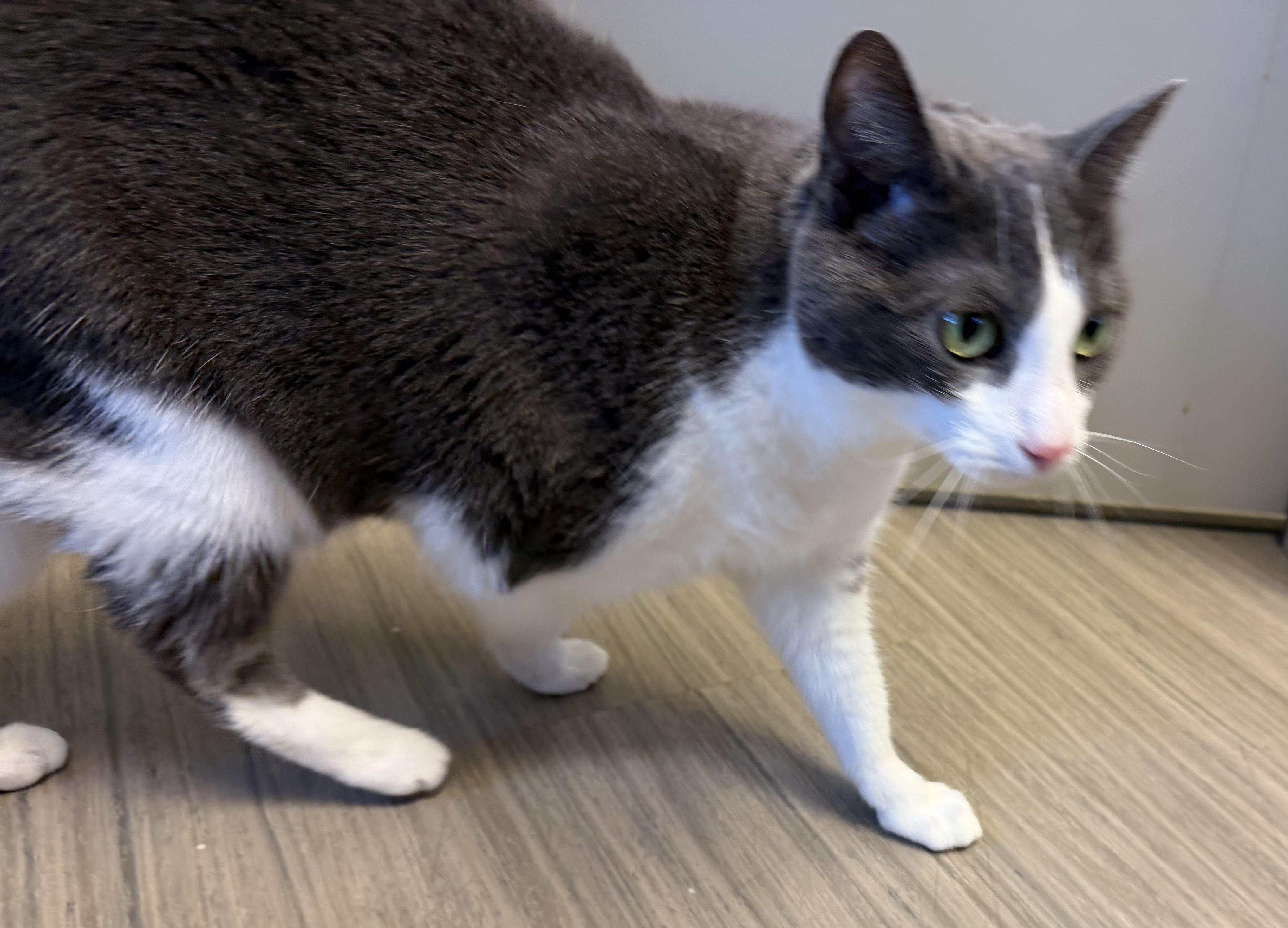 Enlarge Maggie, a ADOPTABLE mixed breed in Plain City, OH image 2/3
