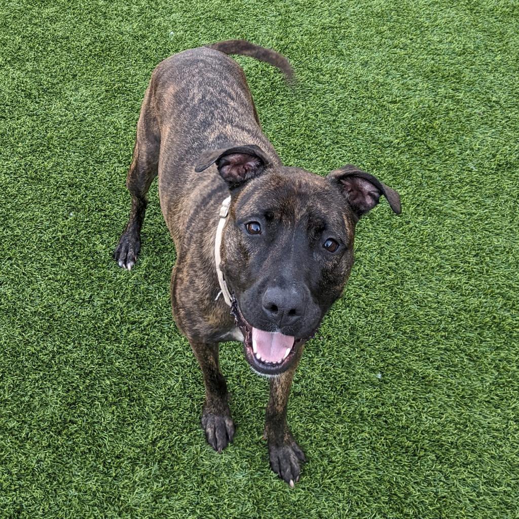 Blossom, Adoptable, Adult Female Mixed Breed.