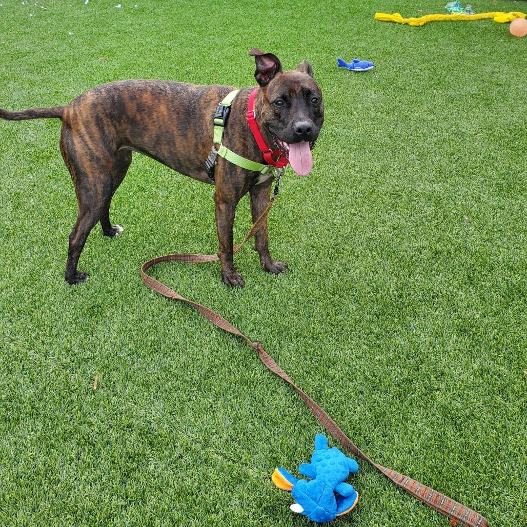 Enlarge Blossom, a Adoptable Mixed Breed in Pittsburgh, PA image 2/6