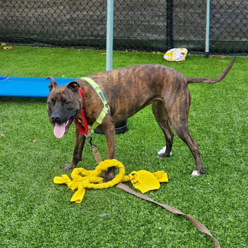 Enlarge Blossom, a Adoptable Mixed Breed in Pittsburgh, PA image 3/6