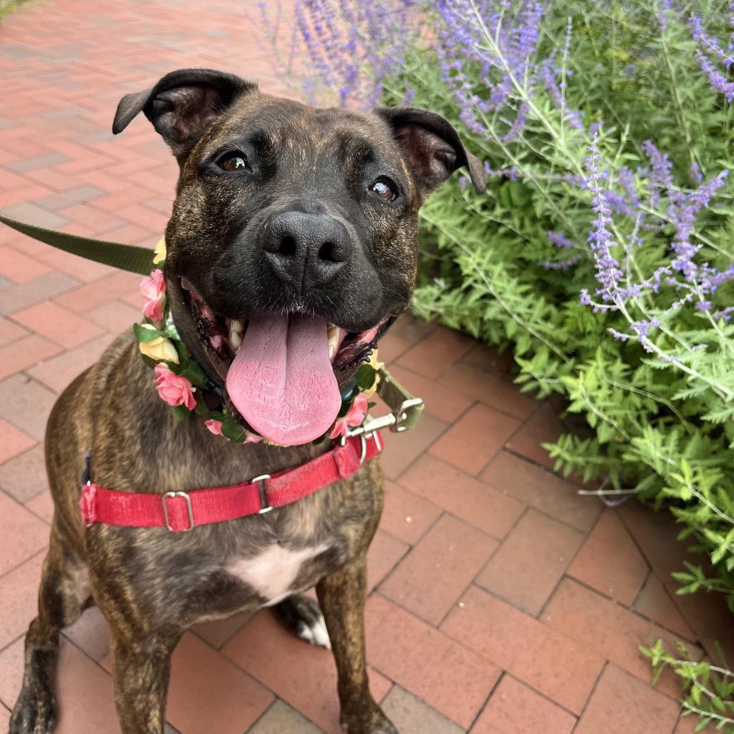 Enlarge Blossom, a Adoptable Mixed Breed in Pittsburgh, PA image 4/6