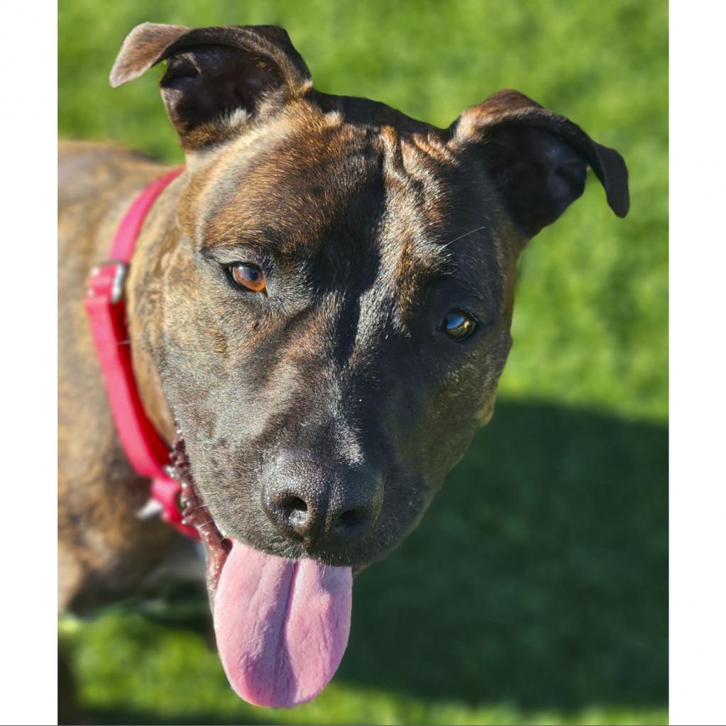 Enlarge Blossom, a Adoptable Mixed Breed in Pittsburgh, PA image 5/6