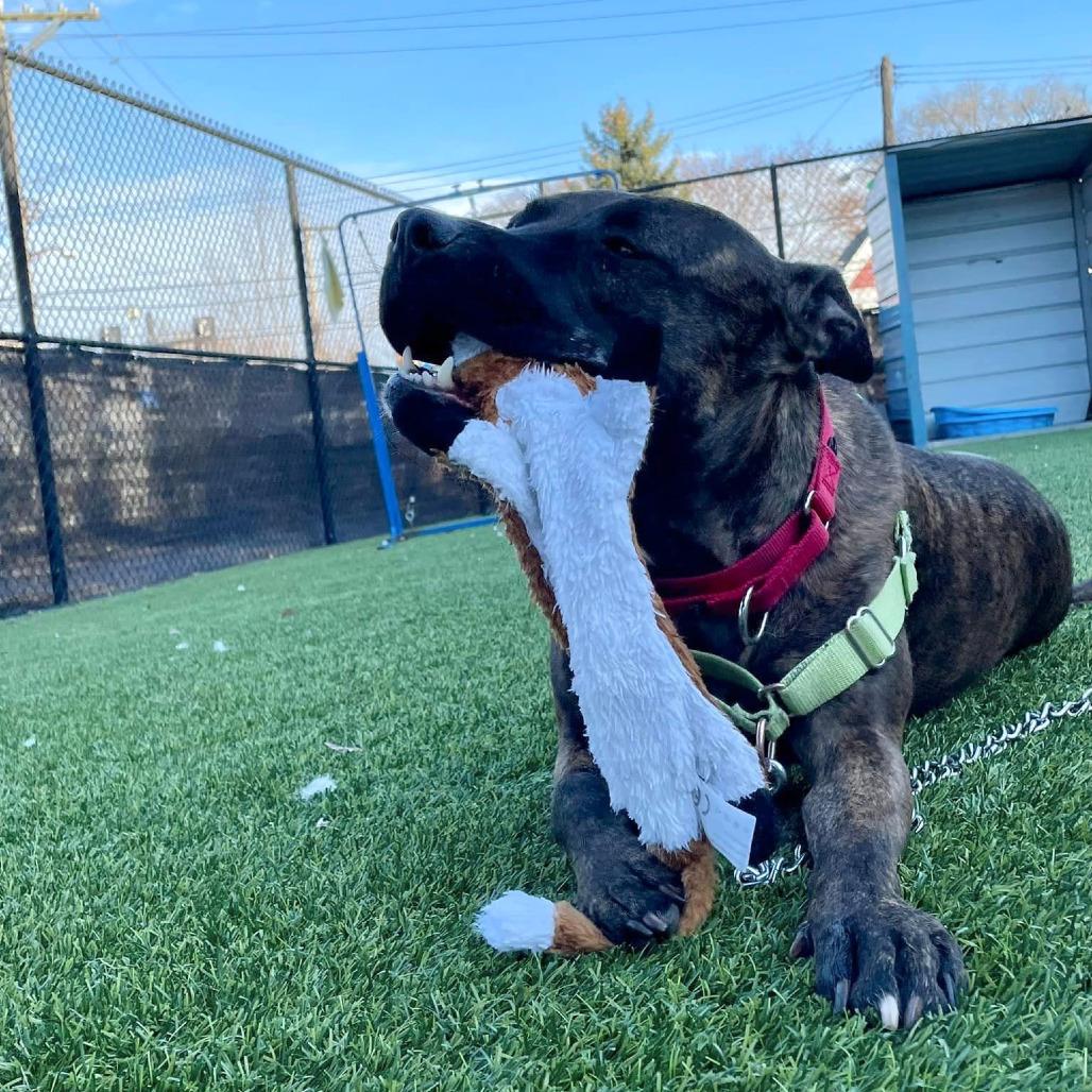 Enlarge Blossom, a Adoptable Mixed Breed in Pittsburgh, PA image 6/6