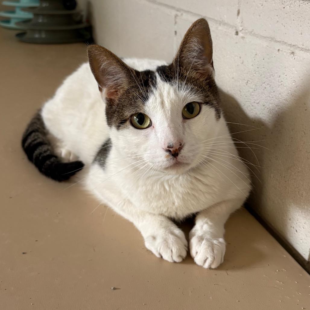Enlarge Rubix, a Adoptable Domestic Short Hair in Laredo, TX image 3/6