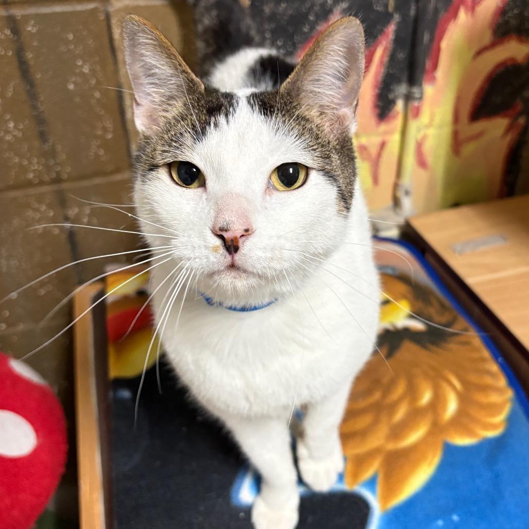 Enlarge Rubix, a Adoptable Domestic Short Hair in Laredo, TX image 5/5