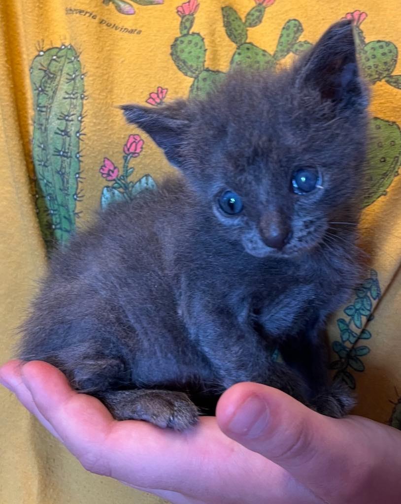 Catfish Carl, Adopted, Young Male Russian Blue.