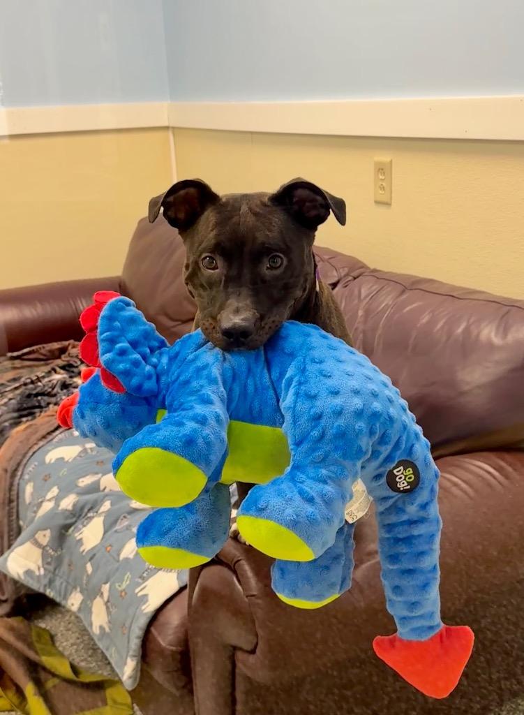 Cami, Adoptable, Young Female Pit Bull Terrier.