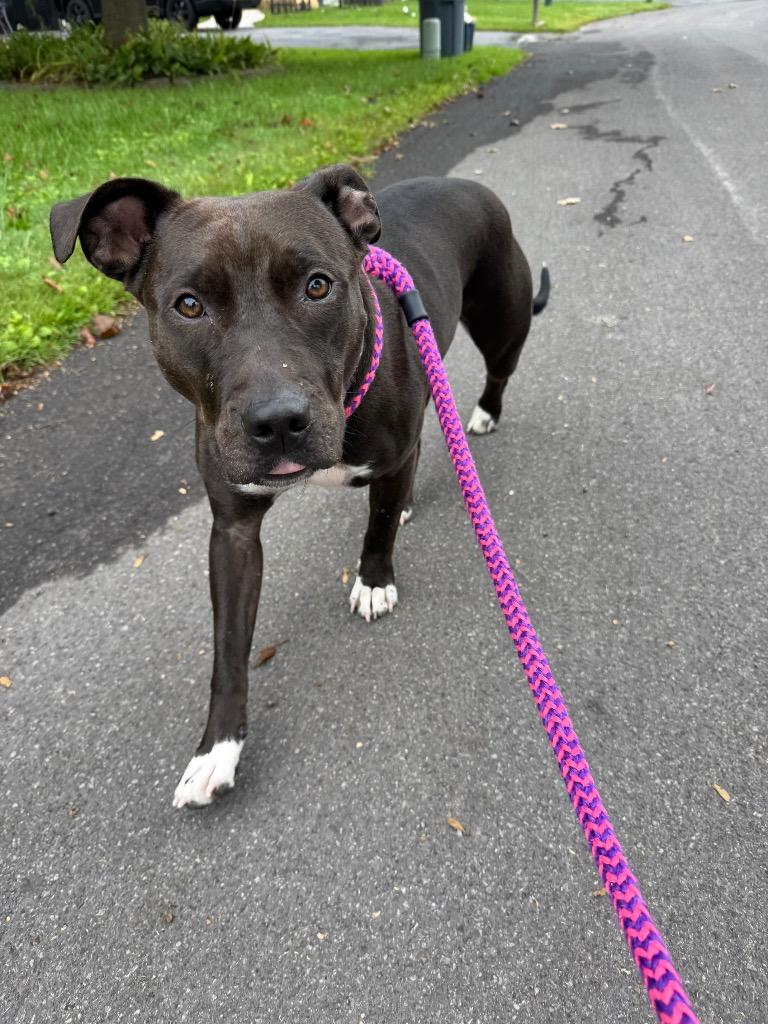 Enlarge Cami, a Adoptable Pit Bull Terrier in Liverpool, NY image 3/4