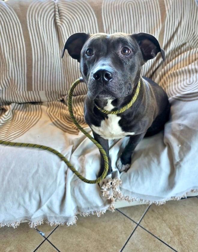 Enlarge Cami, a Adoptable Pit Bull Terrier in Liverpool, NY image 4/4