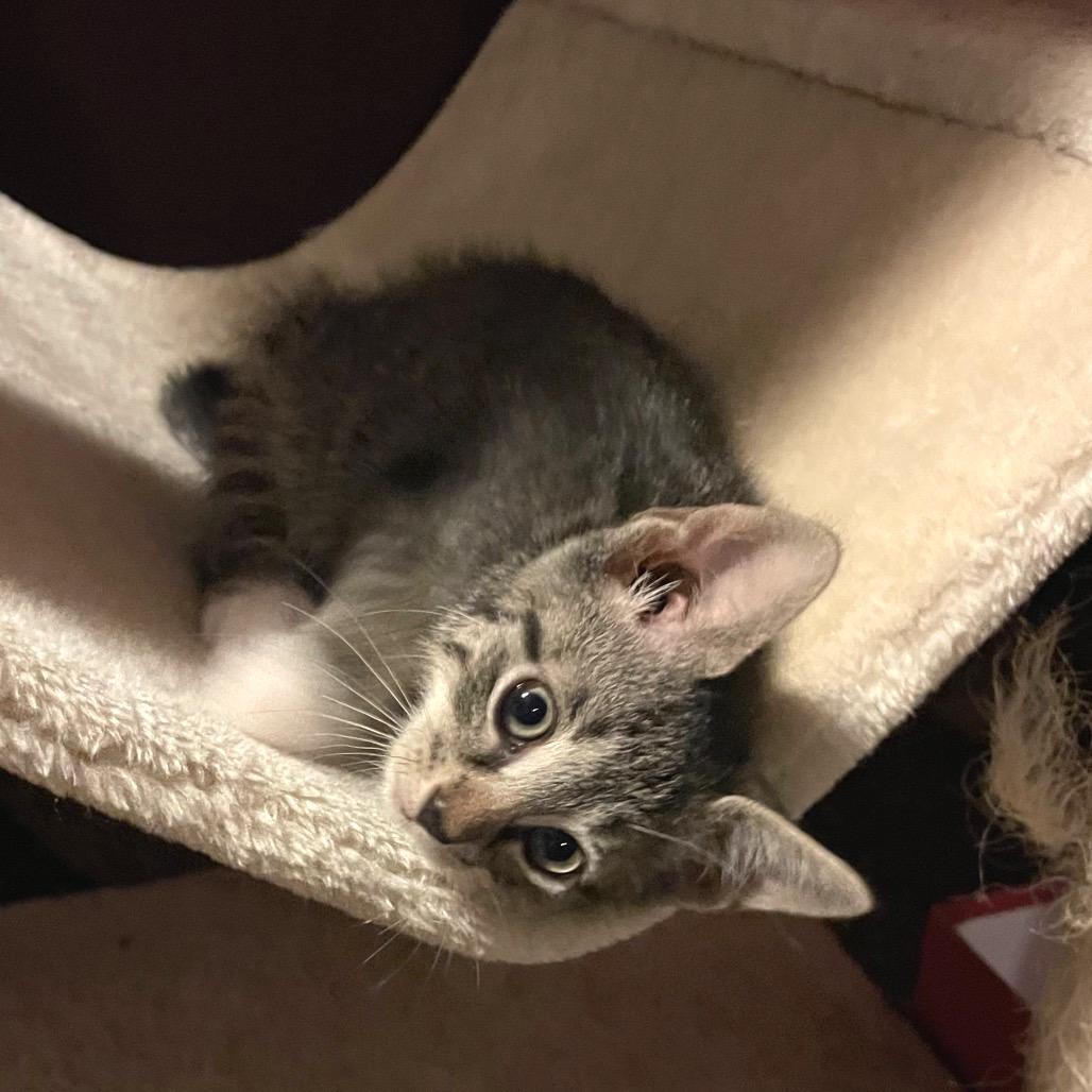 Enlarge Sienna, a Adoptable Domestic Short Hair in Franklin, TN image 1/6