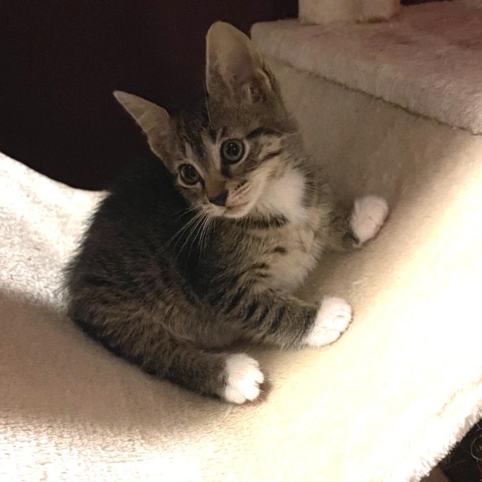 Enlarge Sienna, a Adoptable Domestic Short Hair in Franklin, TN image 2/6