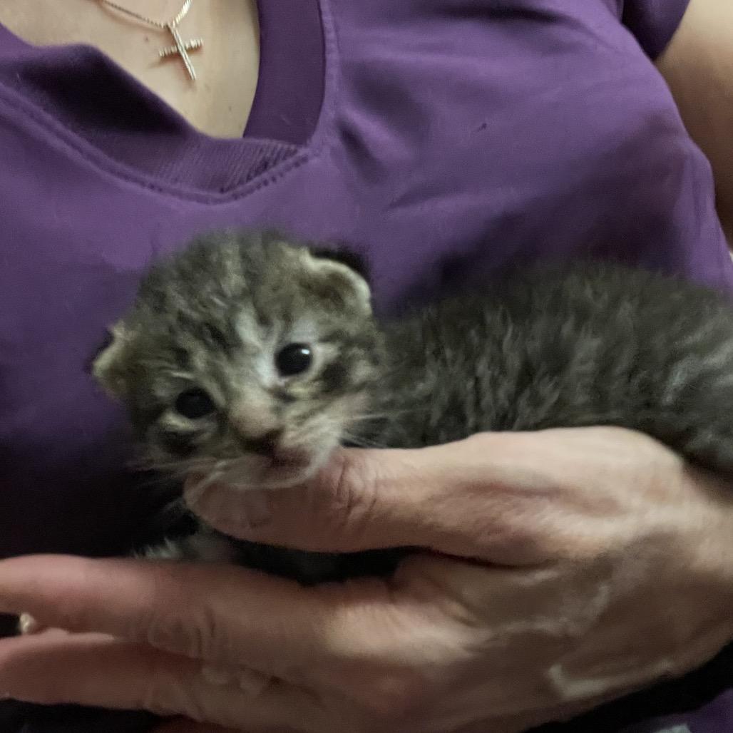 Enlarge Sienna, a Adoptable Domestic Short Hair in Franklin, TN image 3/6