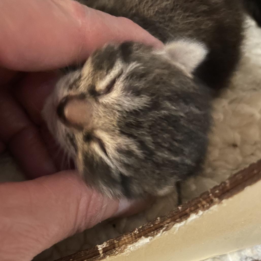 Enlarge Sienna, a Adoptable Domestic Short Hair in Franklin, TN image 4/6