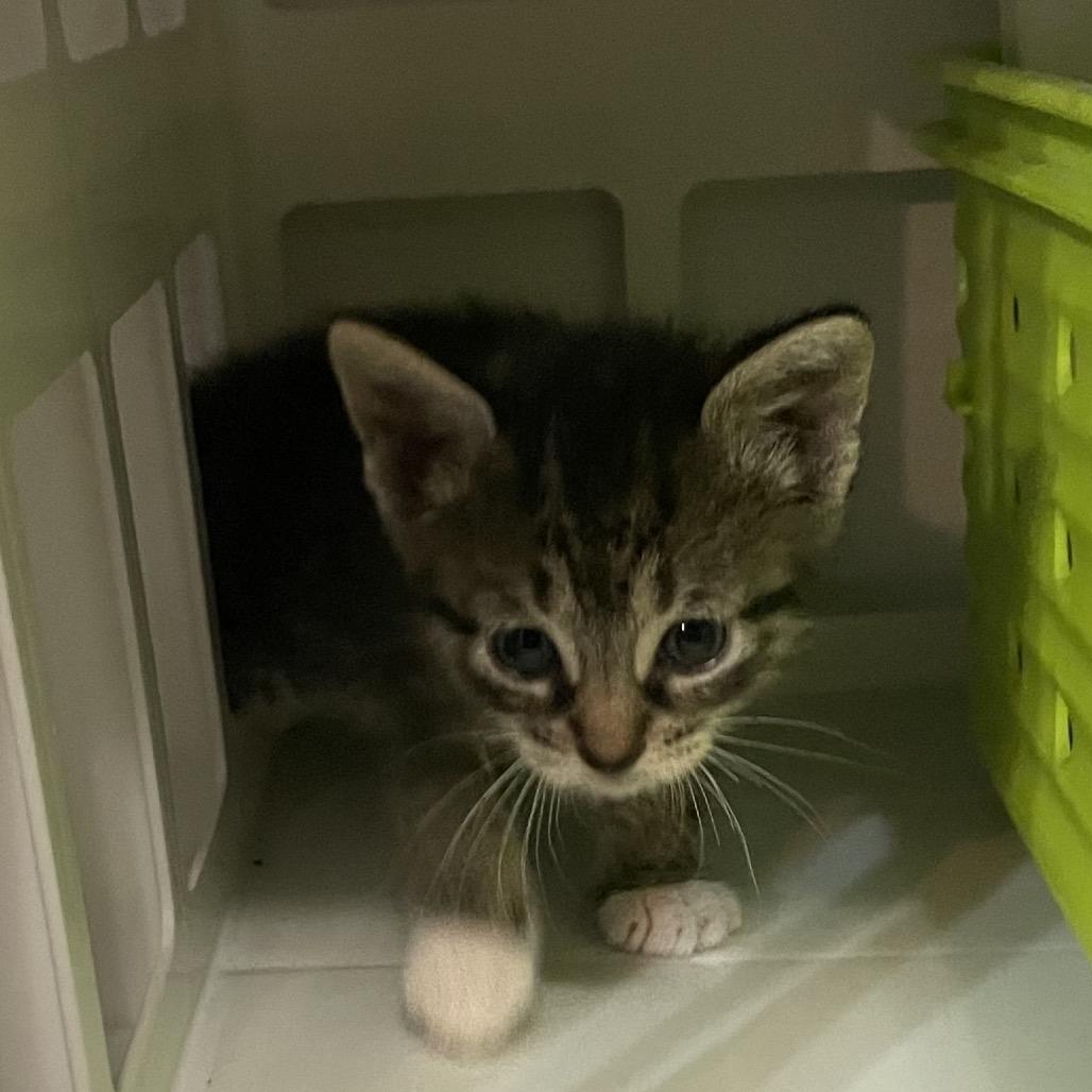 Enlarge Sienna, a Adoptable Domestic Short Hair in Franklin, TN image 5/6