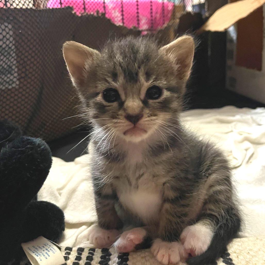 Enlarge Sienna, a Adoptable Domestic Short Hair in Franklin, TN image 6/6